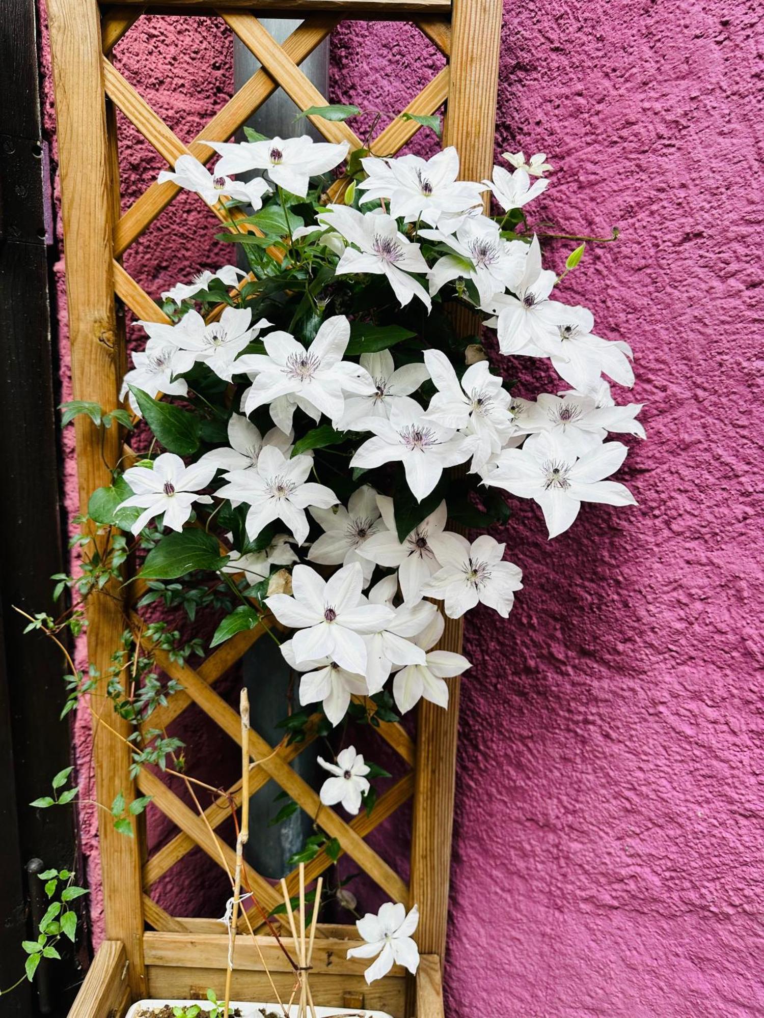 Auberge Le Meisenberg Chatenois  Luaran gambar